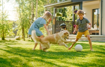 A young boy and girl playing soccer barefoot in their front yard during the day with their golden retriever